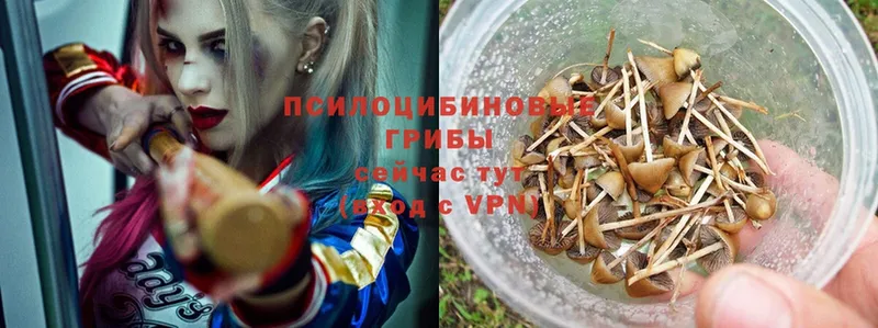 Галлюциногенные грибы Psilocybe  Печора 